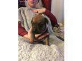 Mutt Puppy for sale in Kittanning, PA, USA