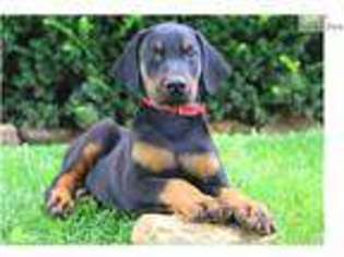 Doberman Pinscher Puppy for sale in Lancaster, PA, USA