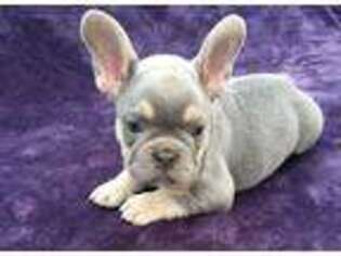 French Bulldog Puppy for sale in Blanchard, OK, USA