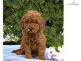 Goldendoodle Puppy for sale in Harrisburg, PA, USA