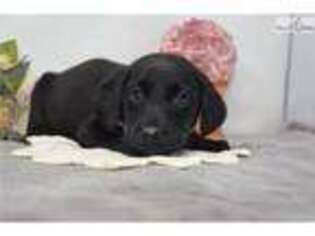 Labrador Retriever Puppy for sale in Youngstown, OH, USA