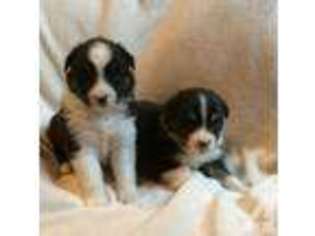 Australian Shepherd Puppy for sale in NEW HAVEN, CT, USA