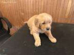 Golden Retriever Puppy for sale in Stokesdale, NC, USA