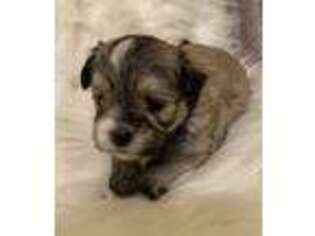 Mal-Shi Puppy for sale in Gulf Shores, AL, USA