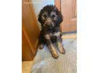 Goldendoodle Puppy for sale in Finlayson, MN, USA