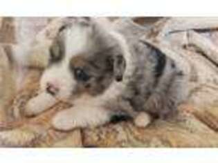 Australian Shepherd Puppy for sale in Cement City, MI, USA