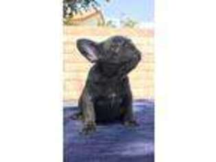 French Bulldog Puppy for sale in Rancho Cucamonga, CA, USA