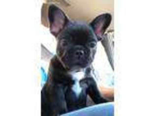 French Bulldog Puppy for sale in Moorpark, CA, USA