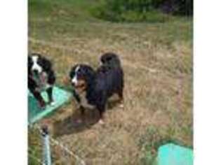 Bernese Mountain Dog Puppy for sale in Memphis, MO, USA