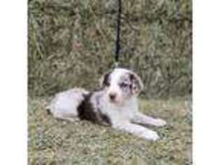 Border Collie Puppy for sale in Wellington, CO, USA