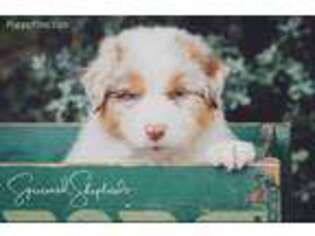 Australian Shepherd Puppy for sale in Spicewood, TX, USA