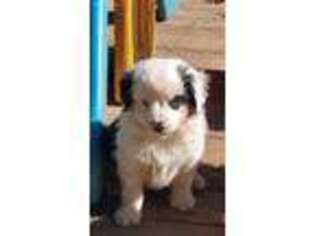 Miniature Australian Shepherd Puppy for sale in Mountainburg, AR, USA