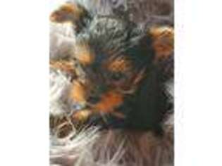 Yorkshire Terrier Puppy for sale in Rolla, MO, USA