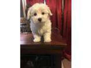 Maltese Puppy for sale in Irving, TX, USA