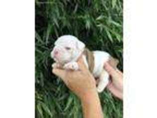 Bulldog Puppy for sale in Henagar, AL, USA