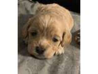 Goldendoodle Puppy for sale in Rochester, MA, USA