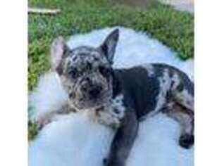 French Bulldog Puppy for sale in Palm Bay, FL, USA