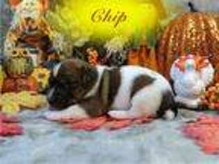 Jack Russell Terrier Puppy for sale in Amite, LA, USA