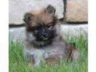 Pomeranian Puppy for sale in Dundee, OH, USA