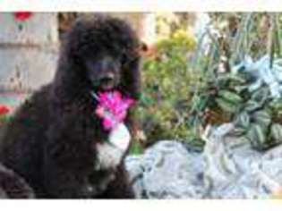 Mutt Puppy for sale in LAGUNA BEACH, CA, USA