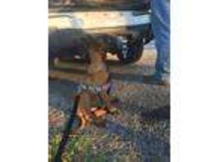 Belgian Malinois Puppy for sale in Brookston, IN, USA