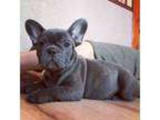 French Bulldog Puppy for sale in Archbold, OH, USA