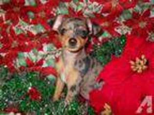 Harlequin Pinscher Puppy for sale in MONTROSE, AR, USA