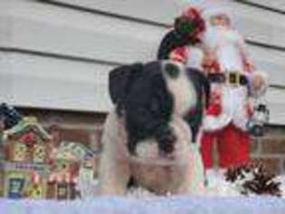 Bulldog Puppy for sale in Nashville, NC, USA