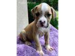 American Bulldog Puppy for sale in Houston, MO, USA
