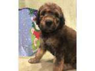 Goldendoodle Puppy for sale in Auburn, IN, USA