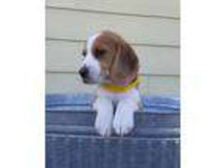 Beagle Puppy for sale in Boise, ID, USA