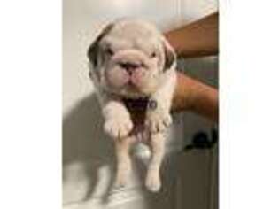 Bulldog Puppy for sale in Rosedale, MD, USA