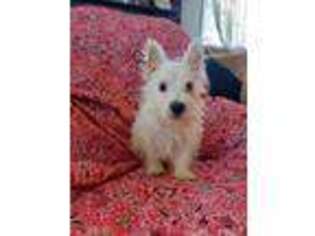 West Highland White Terrier Puppy for sale in Carson, CA, USA