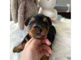 Yorkshire Terrier Puppy for sale in Quincy, MA, USA