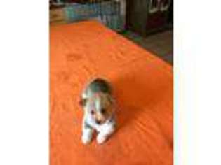 Pembroke Welsh Corgi Puppy for sale in Dunbar, PA, USA