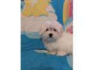 Maltese Puppy for sale in Riverhead, NY, USA