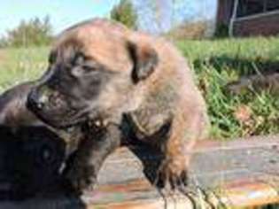 Dutch Shepherd Dog Puppy for sale in Duffield, VA, USA