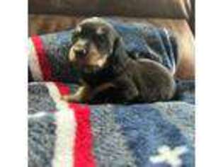 Dachshund Puppy for sale in Beulah, CO, USA