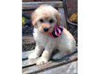 Mutt Puppy for sale in CLEVES, OH, USA