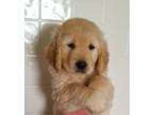 Golden Retriever Puppy for sale in Port Huron, MI, USA