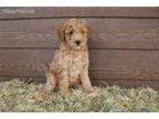 Goldendoodle Puppy for sale in Thompson Falls, MT, USA