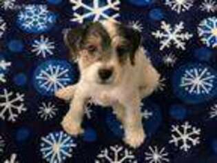 Jack Russell Terrier Puppy for sale in Brighton, CO, USA