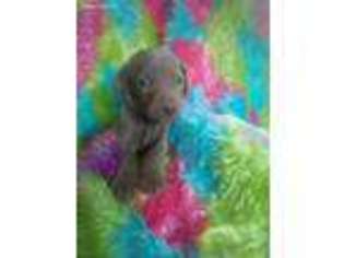 Weimaraner Puppy for sale in Bloomington, IL, USA