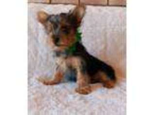 Yorkshire Terrier Puppy for sale in Burtonsville, MD, USA