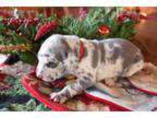 Great Dane Puppy for sale in Georgetown, KY, USA