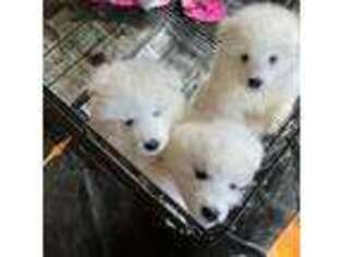 Samoyed Puppy for sale in Florence, KY, USA