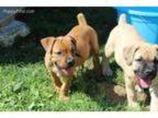 Boerboel Puppy for sale in Myerstown, PA, USA