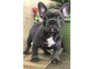 French Bulldog Puppy for sale in Gustine, CA, USA