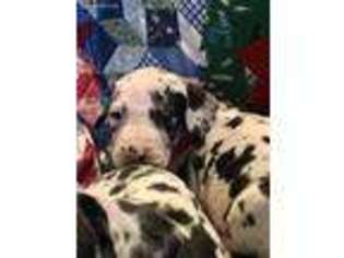 Great Dane Puppy for sale in Sandyville, WV, USA