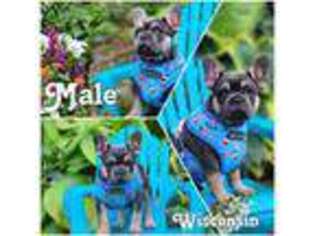 French Bulldog Puppy for sale in Poynette, WI, USA
